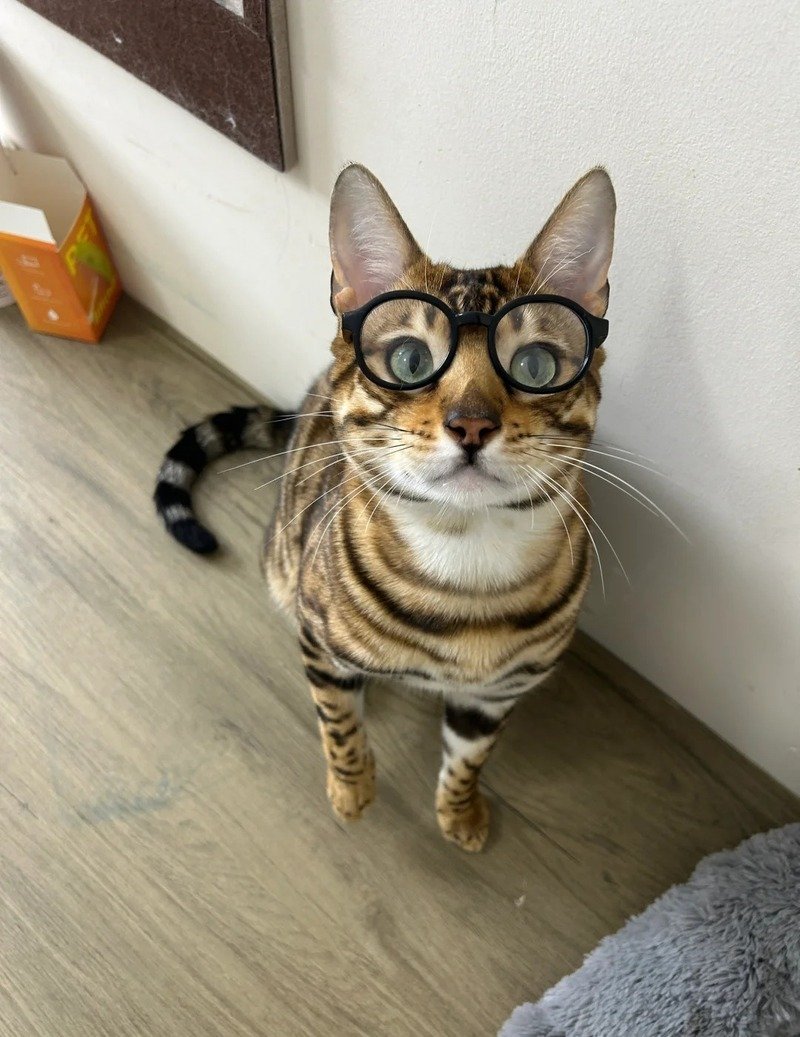 Mèo đeo kính làm hình nền điện thoại độc đáo