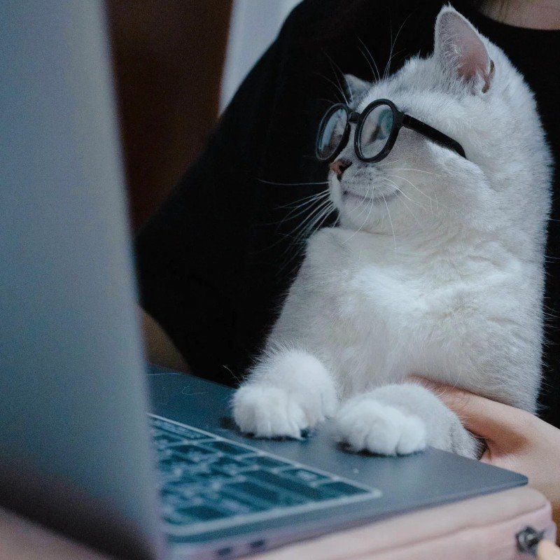 Ảnh mèo đeo kính đáng yêu và vui nhộn