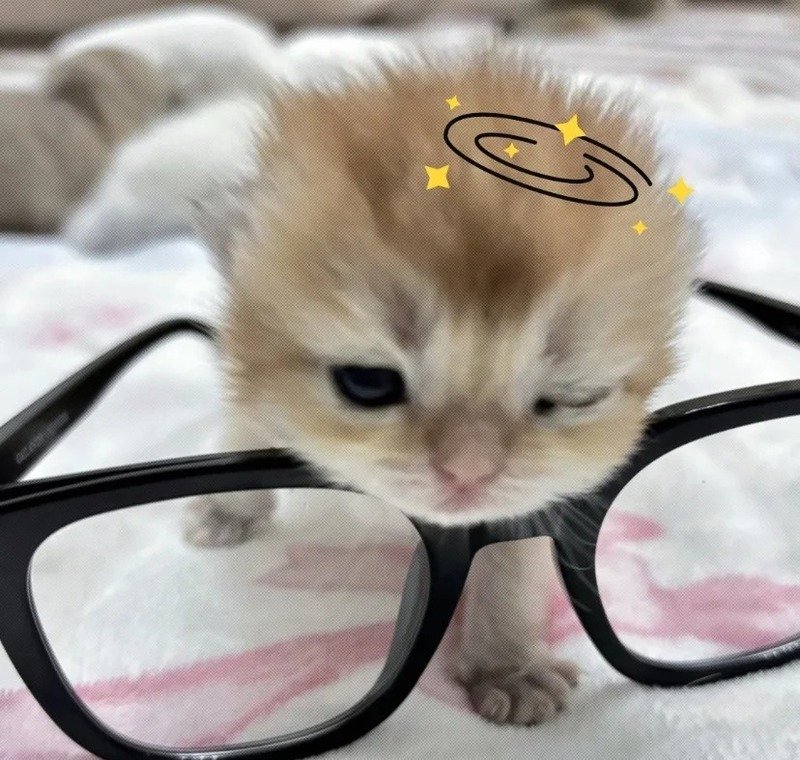 Ảnh mèo đeo kính cute với phong cách đáng yêu