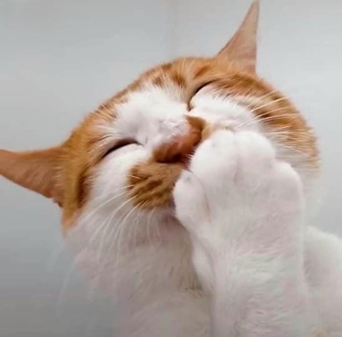 Meme mèo cười Ảnh chế bá đạo cực