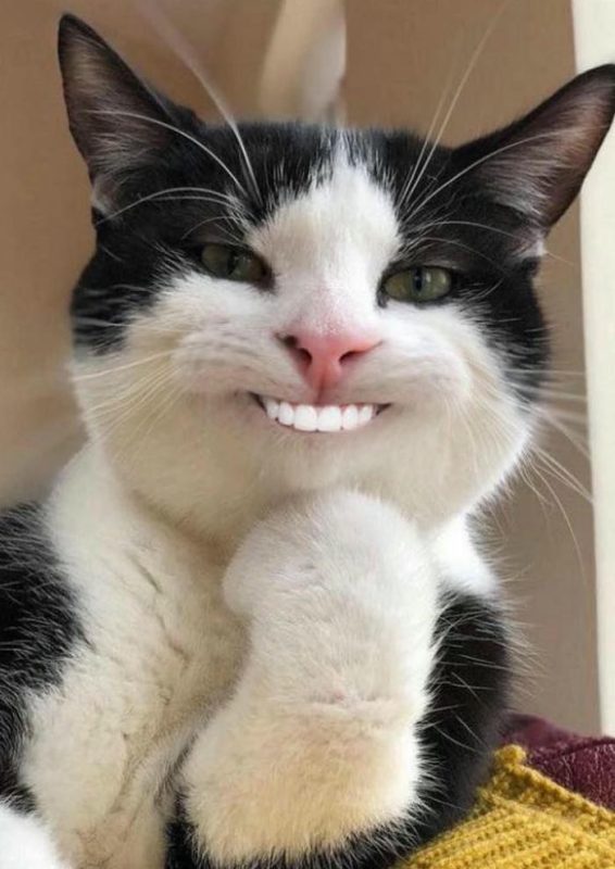 286+ ảnh meme mèo cười siêu hài khiến ai xem cũng bật cười