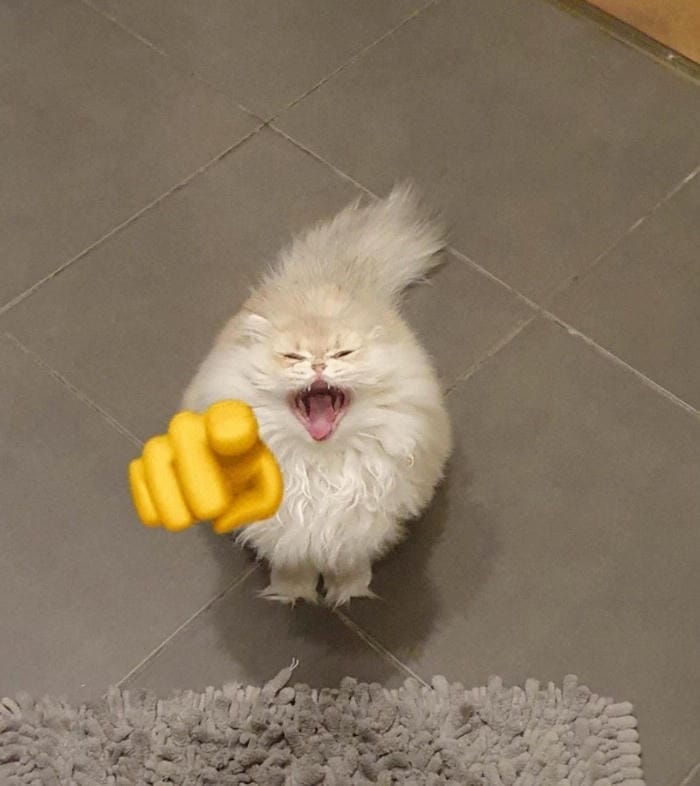 Ảnh meme mèo cười chế cực vui nhộn