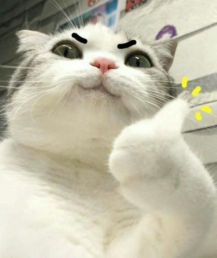 Ảnh meme mèo cười hot trend vui nhộn