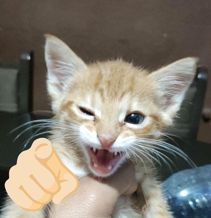 Ảnh mèo cười meme vui nhộn cực chất