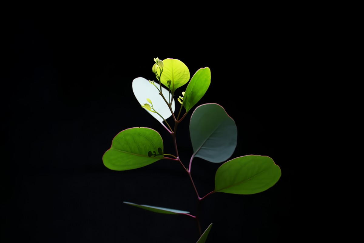 Cần lưu ý đến việc sử dụng ánh sáng với phông đen để tạo ra những bức ảnh đẹp