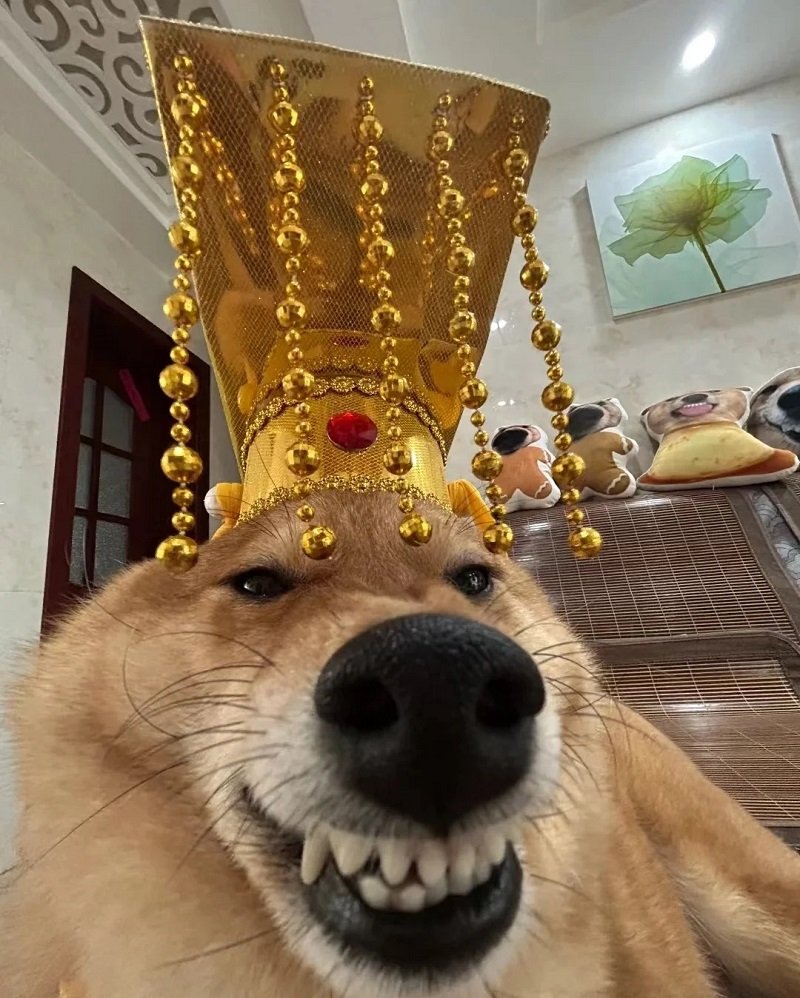 Avatar meme hài bựa cực kỳ vui