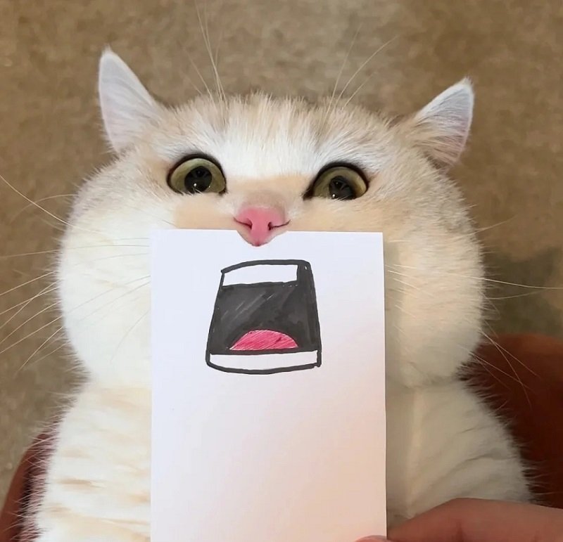 Avatar meme hài bựa siêu độc đáo