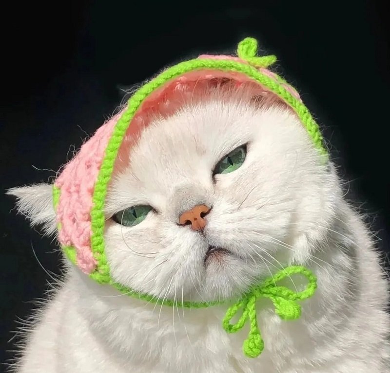 Avatar meme hài bựa hot mạng