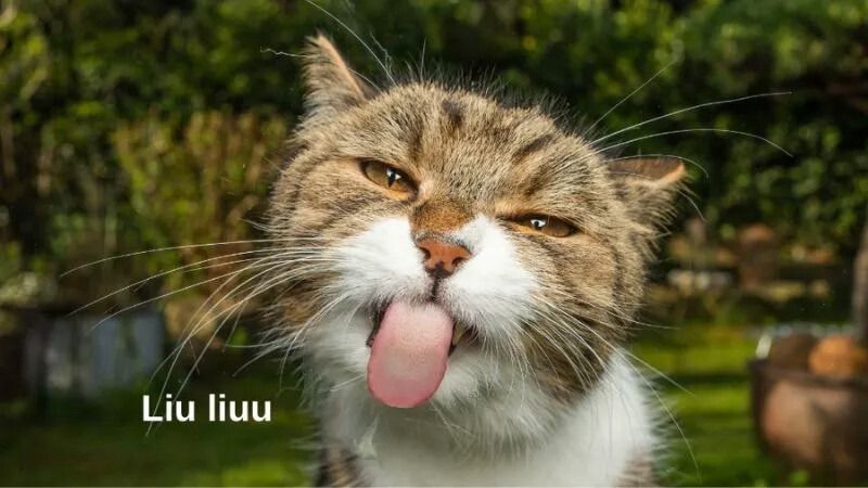 Meme bất ngờ hình động vật