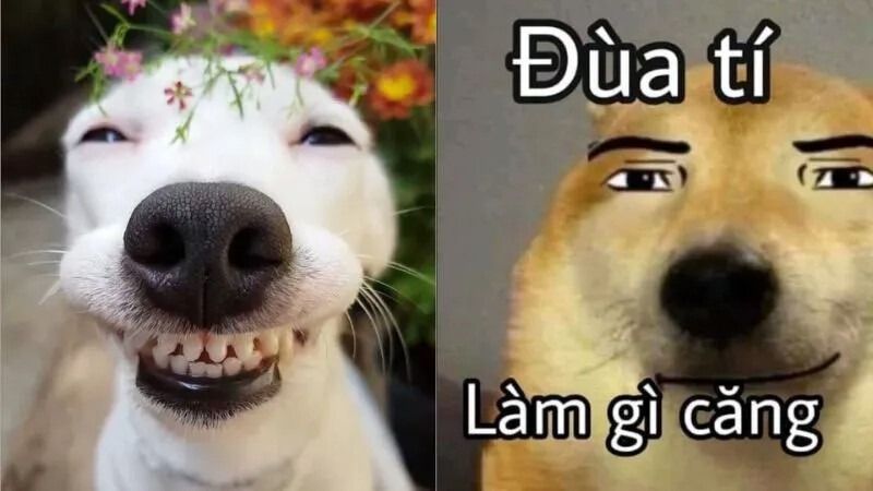 Meme bất ngờ hình động vật