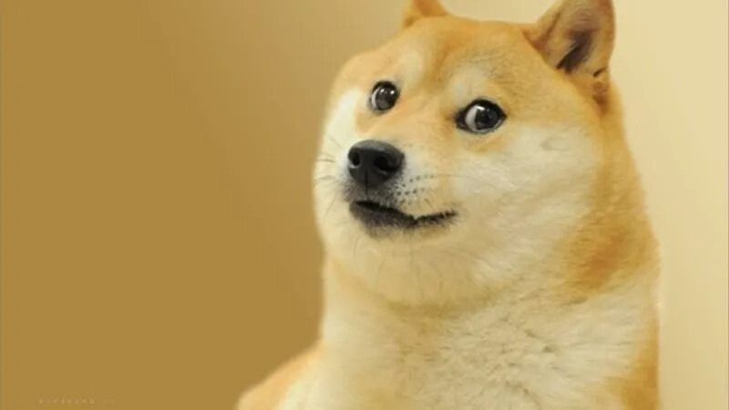 Meme bất ngờ hình động vật