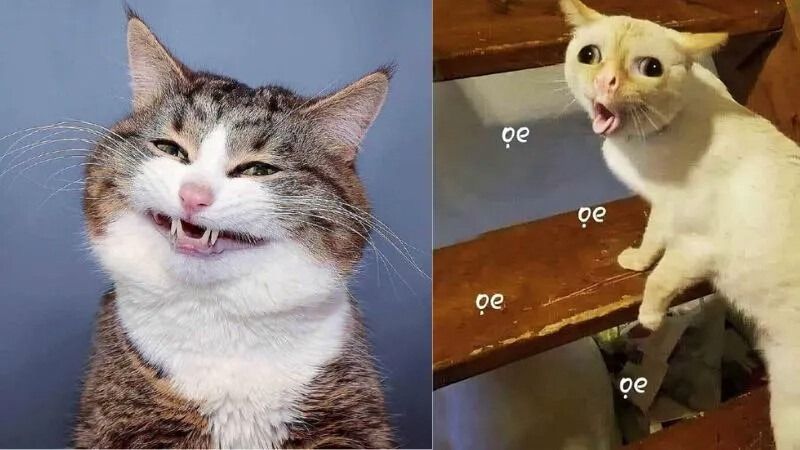 Meme bất ngờ hình động vật