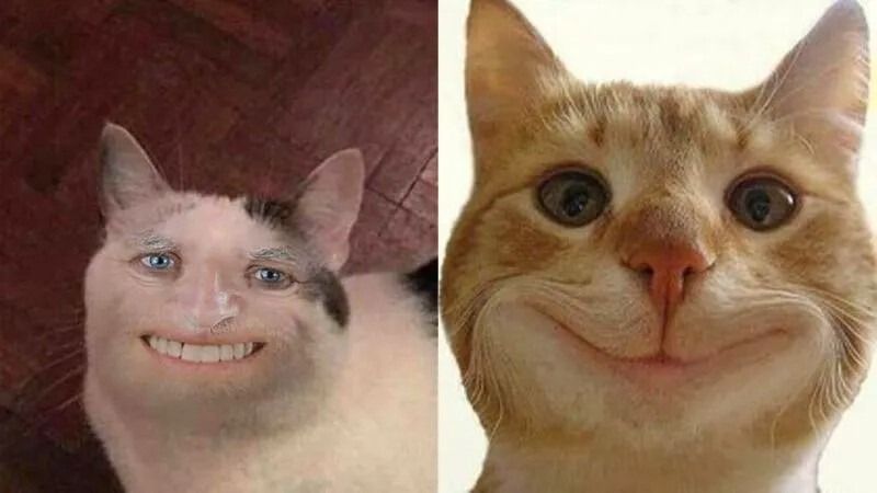 Meme bất ngờ hình động vật