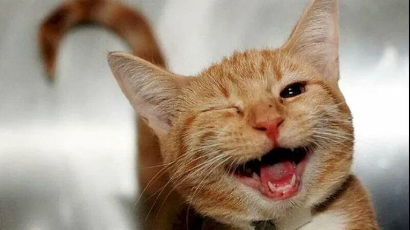 Meme bất ngờ hình động vật