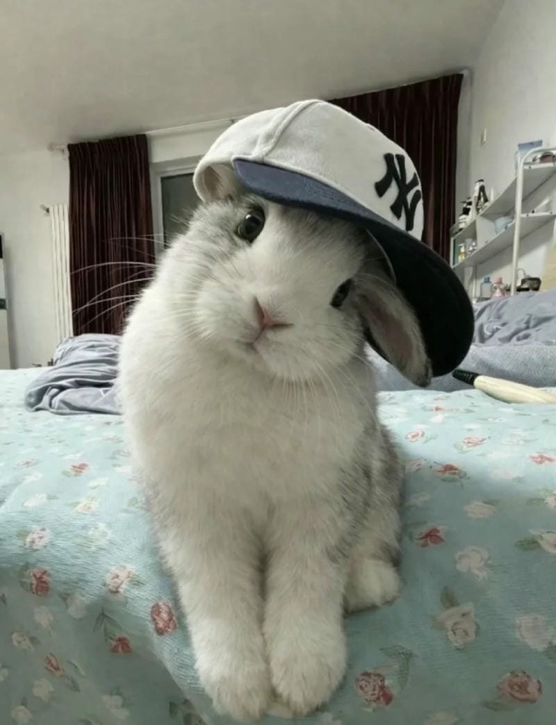 Hình nền con thỏ cute phong cách chibi ngộ nghĩnh