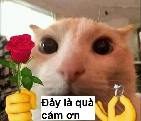 Meme Mèo Cầm Hoa