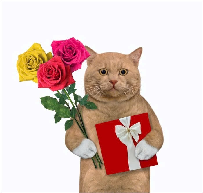 Tổng hợp 99+ Meme Mèo Tặng Hoa Cực Dễ Thương, Đốn Tim Crush