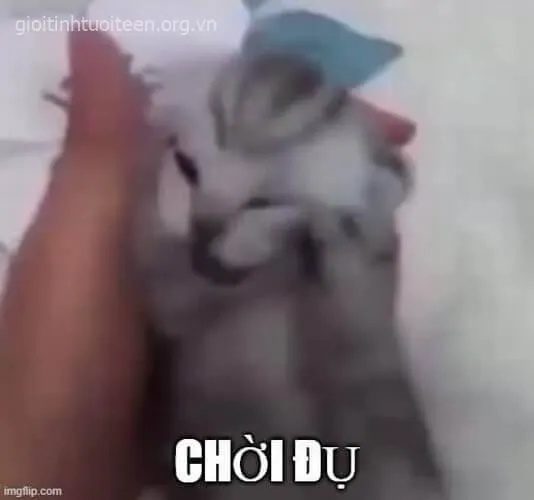 meme meo om dau 28