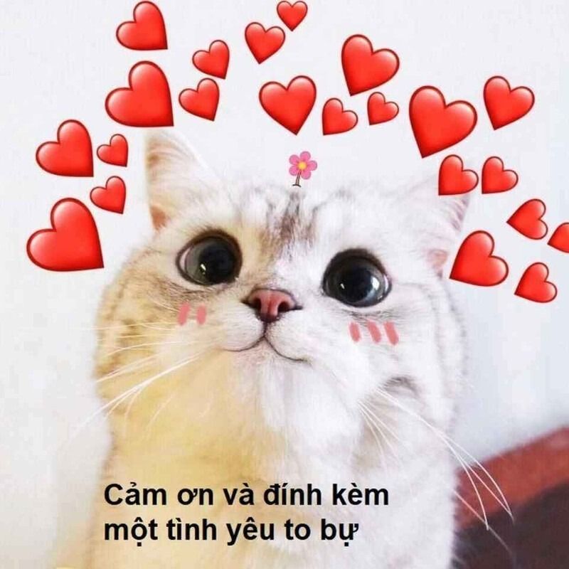 Meme tình yêu về động vật