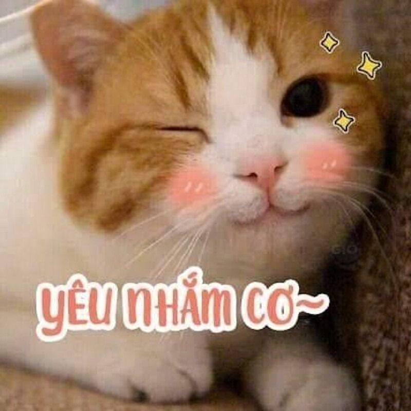 Meme tình yêu về động vật