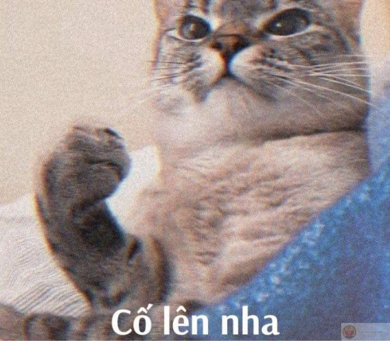 Meme vui nhộn cực dễ thương giúp bạn vượt qua mọi khó khăn trong ngày hôm nay.