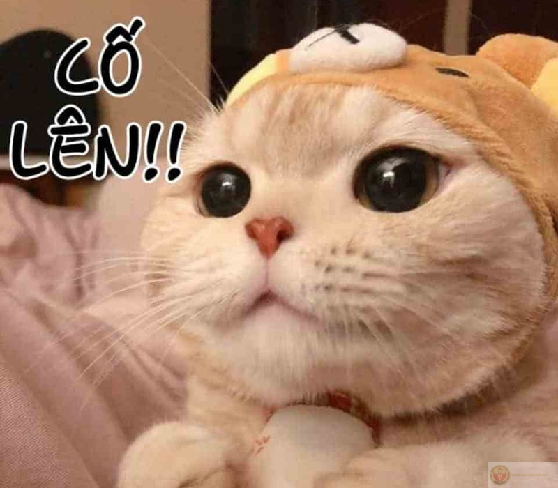Hình ảnh chế cố lên hài hước cực đáng yêu.