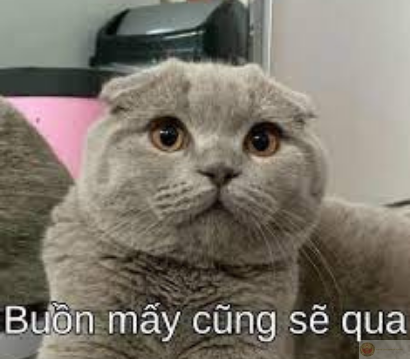 Meme hài hước tiếp thêm năng lượng tích cực.