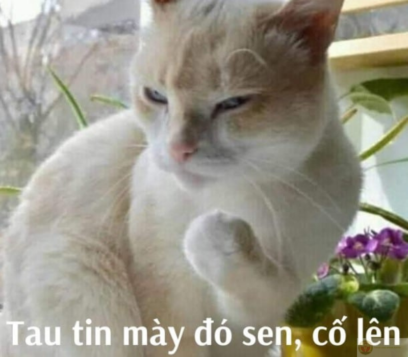 Hình chế tui tin bạn hài hước dành cho dân văn phòng.