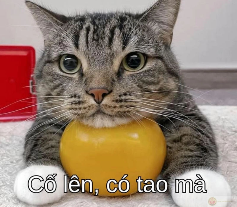 Có tao mà lo gì