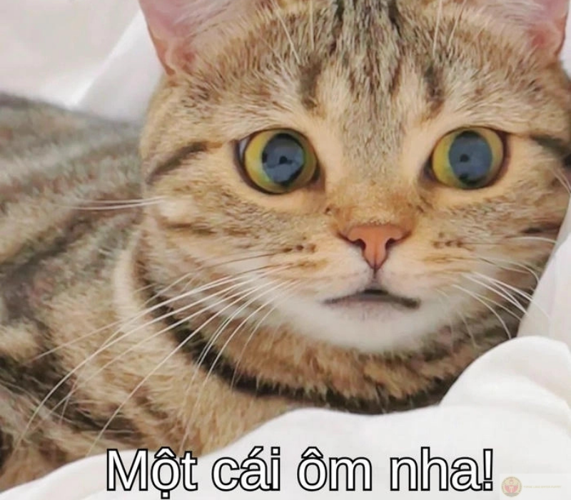 Meme hài hước cố lên giúp bạn cười thoải mái