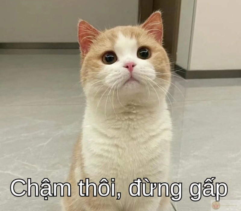 Cố lên chầm chậm thôi đừng gấp