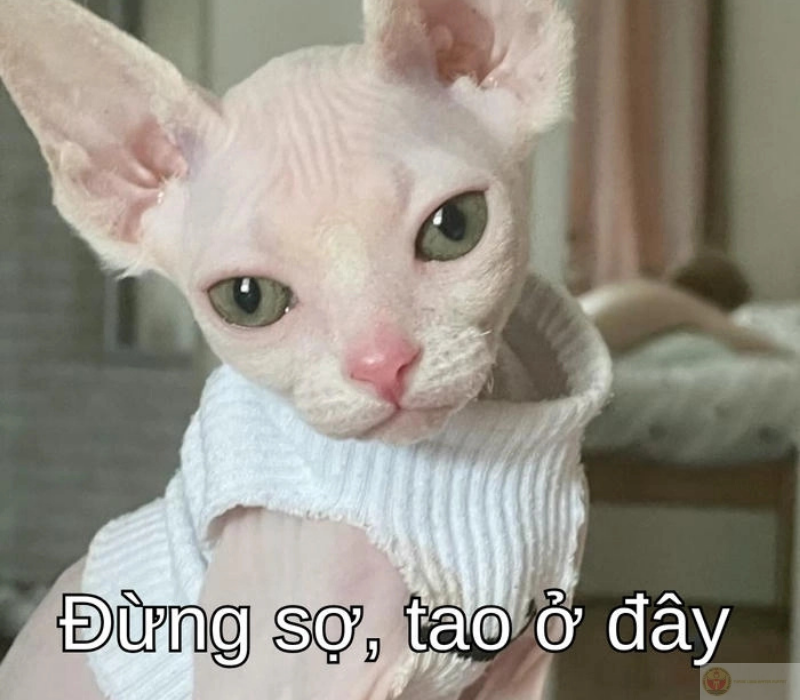 Cố lên bạn tôi, đừng sợ, tao ở đây