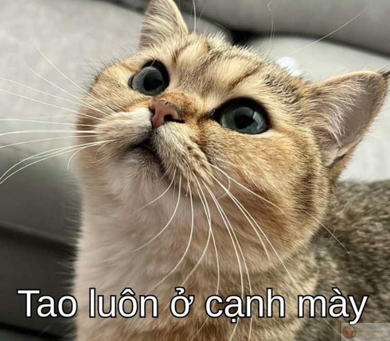 Hình ảnh hài hước, tôi luôn cạnh bạn