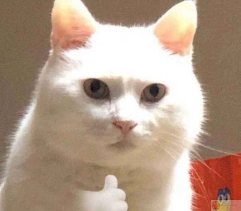 Meme hài hước cố lên cực cute nhắc bạn rằng mọi nỗ lực hôm nay đều sẽ được ghi nhận.