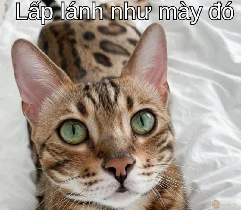 Tương lai lấp lánh như mày đó
