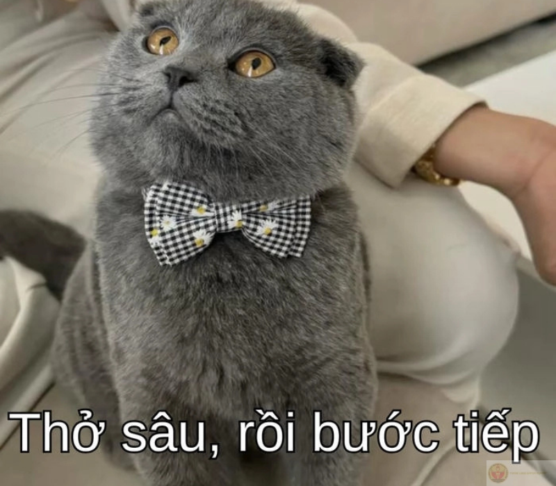 Meme hài hước thở sâu, rồi bước tiếp