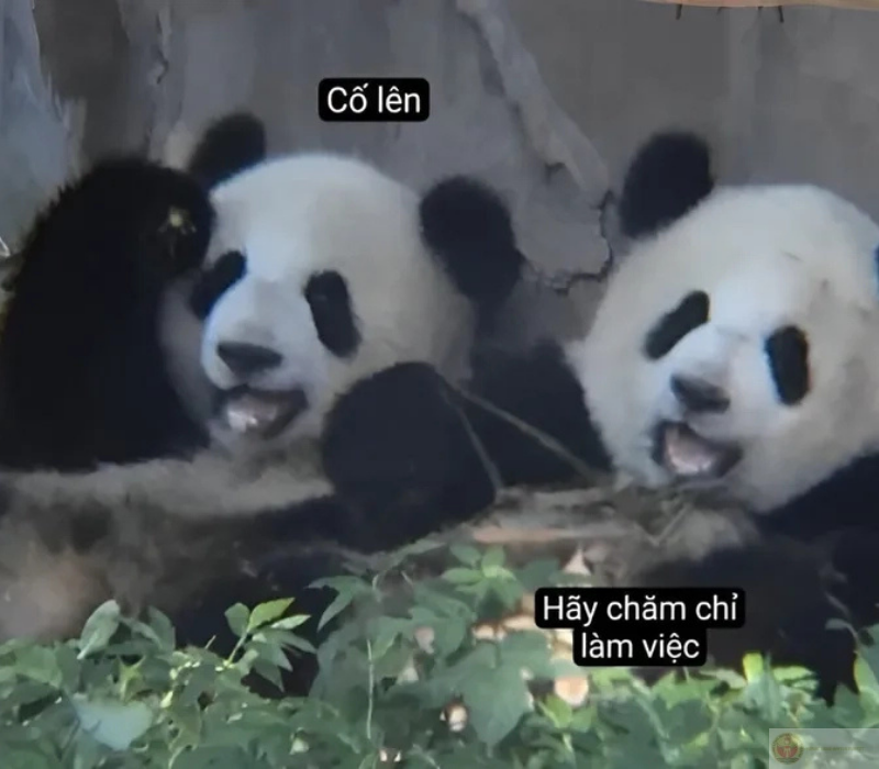 Meme đáng yêu cố lên siêu cute giúp bạn phấn chấn và lấy lại năng lượng tích cực.