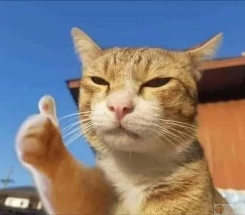 Meme đáng yêu siêu cute giúp bạn phấn chấn và lấy lại năng lượng tích cực.