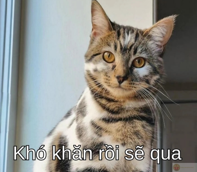 Cố lên meme vui nhộn cực đáng yêu giúp bạn cười vui và tiến lên không ngừng mỗi ngày.