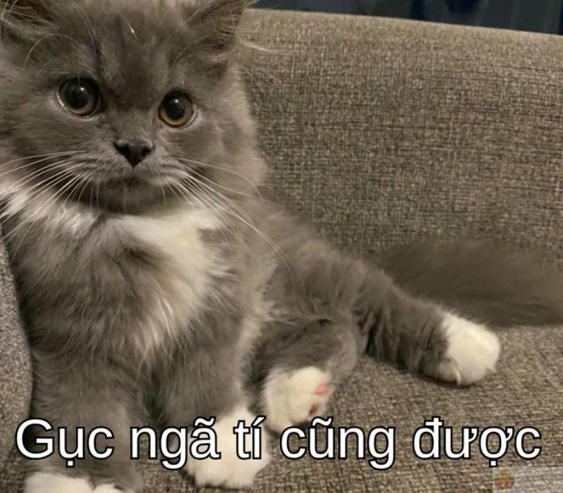Meme hài hước đáng yêu cho ngày mới.