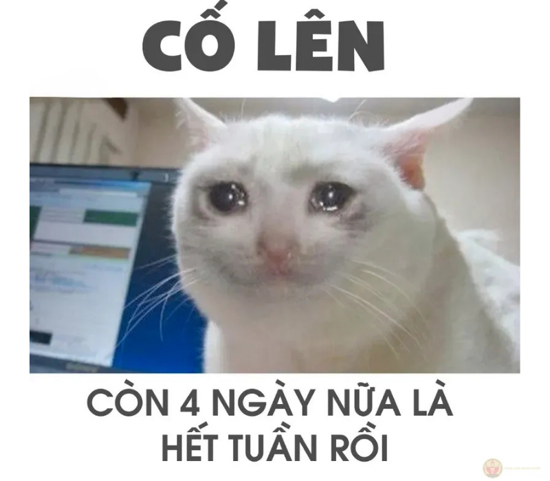 Ảnh sinh động tạo động lực hài hước.