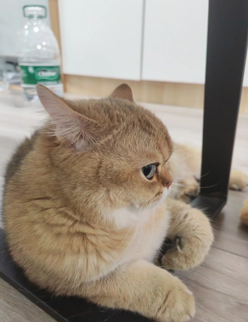 Meme tức giận với khuôn mặt giận dữ cực kỳ ấn tượng