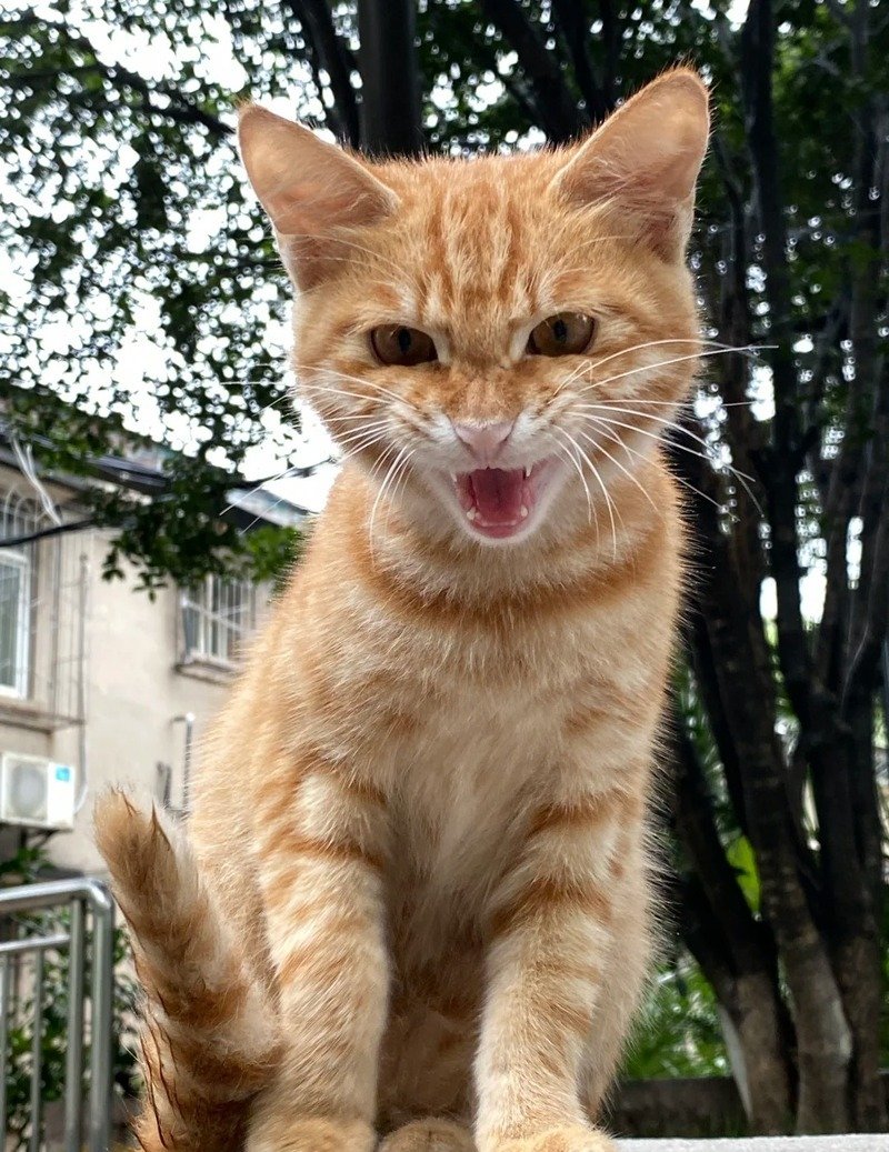 Ảnh meme bực tức khiến người xem bật cười
