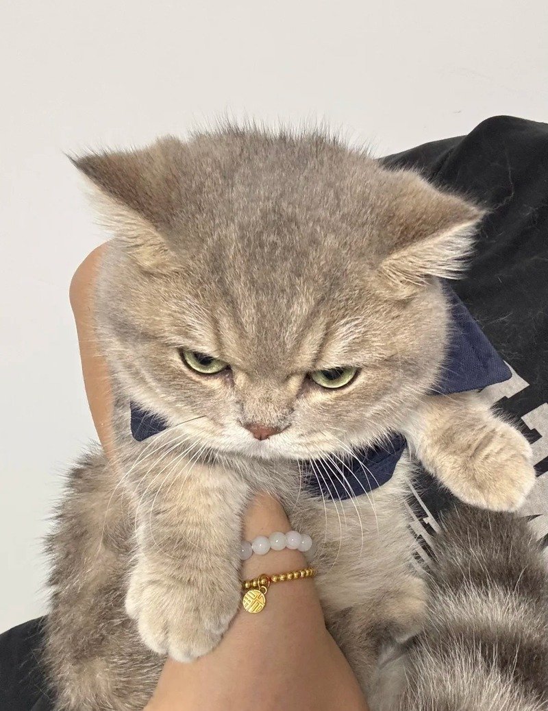 Meme tức giận cute được nhiều người sử dụng