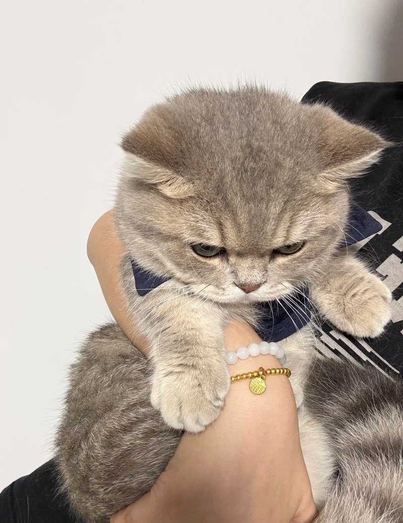 Meme tức giận hài hước dành cho mạng xã hội