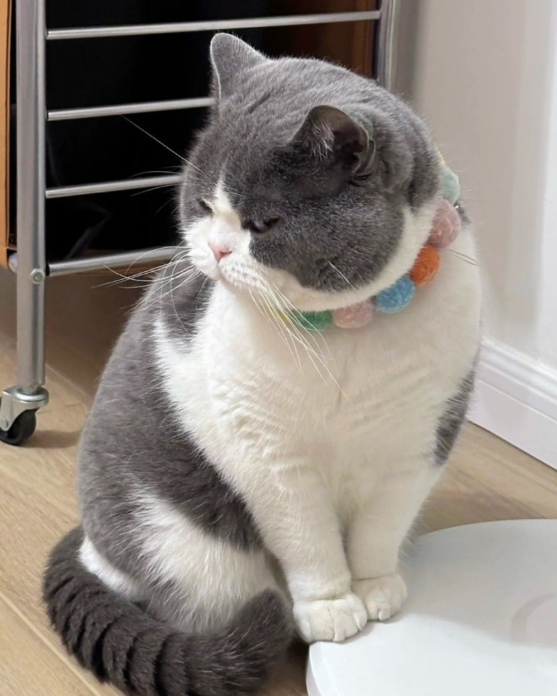 Meme tức giận ngộ nghĩnh với nhiều cảm xúc