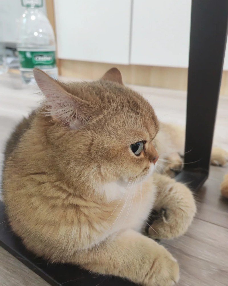 Ảnh meme khó chịu với biểu cảm đặc biệt