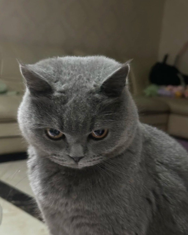 Meme giận dữ phong cách hoạt hình
