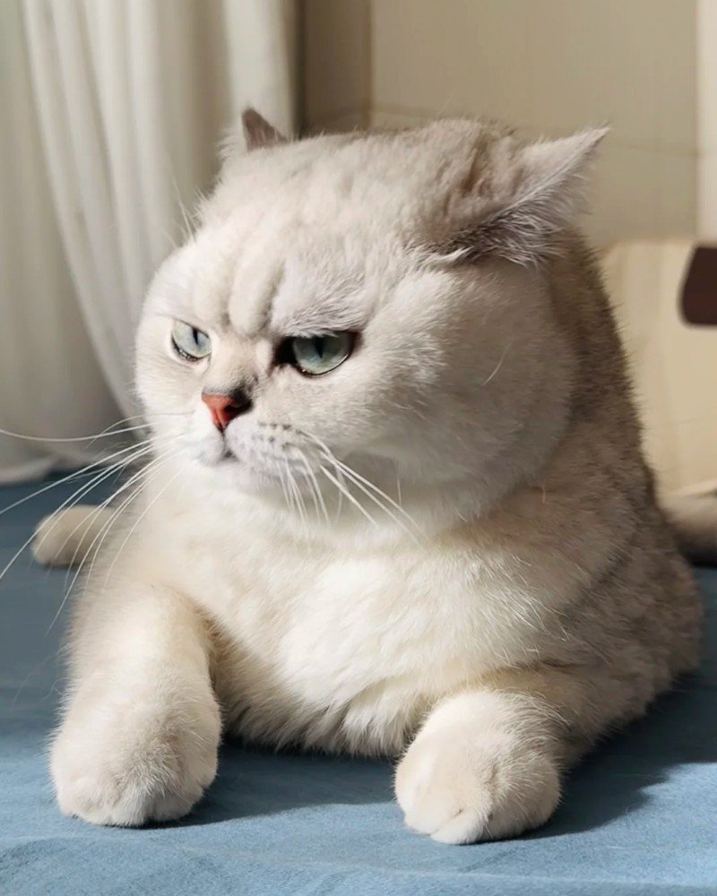 Meme tức giận dành cho người yêu thích ảnh chế