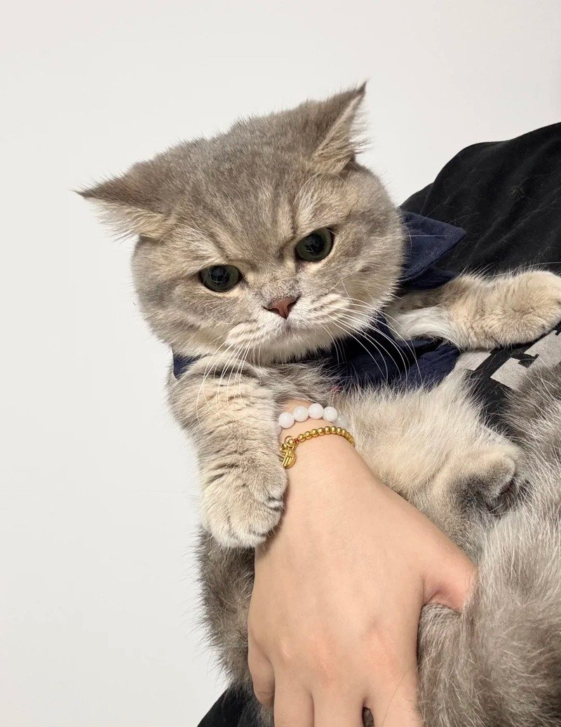 Meme tức giận với biểu cảm khó đỡ vui nhộn